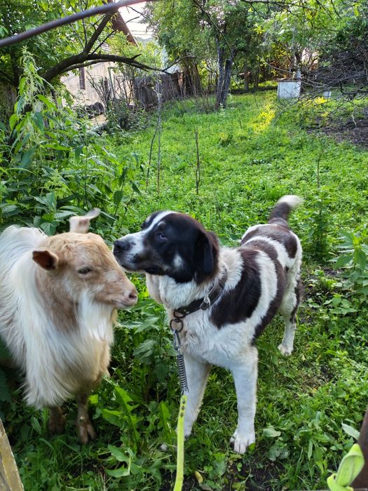 Asia Centrală Volkodav schimb cu animale