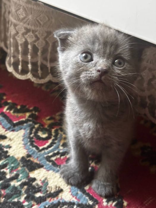 Котята Скоттиш фолд