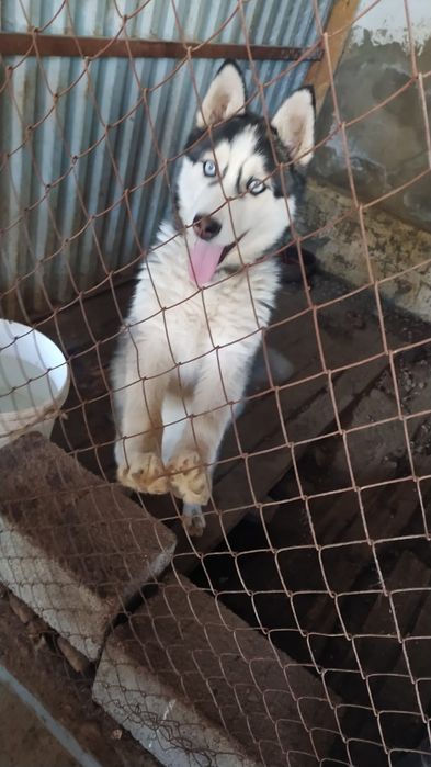 Хаски күшігі сатылады