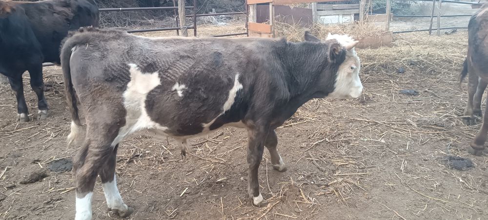 Продам бычка деветь месицав
