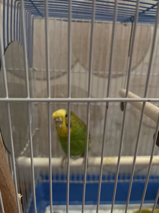 Продам попугая с клеткой.