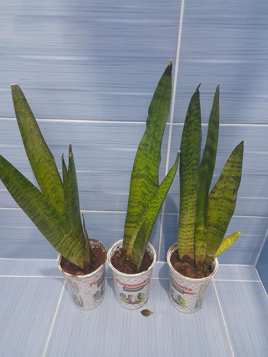 Сансивиера или меч