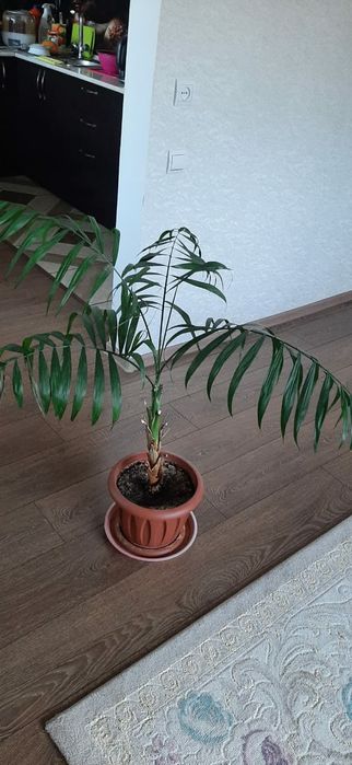 Продам пальму арека