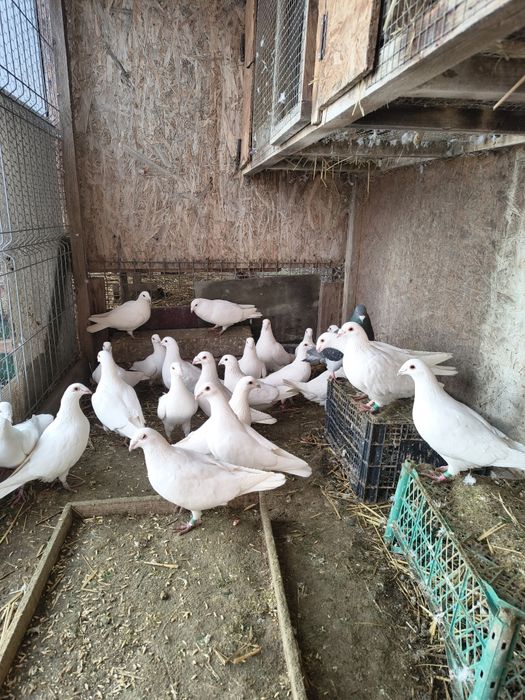 Vând porumbei voyajor albi