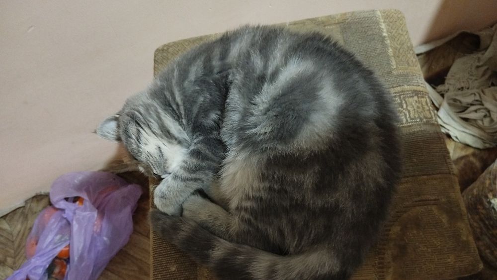 Скотт ланд микс 6 месетцов девочка