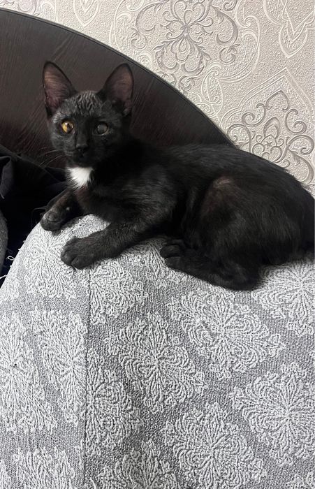 Отдам бесплатно кошку