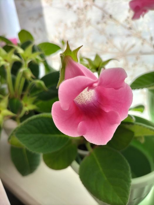 Красивые комнатные цветы