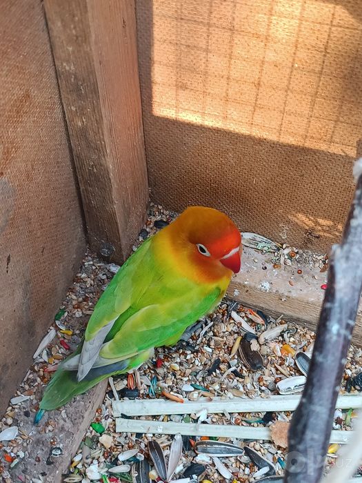 Toti sotiladi totiqush