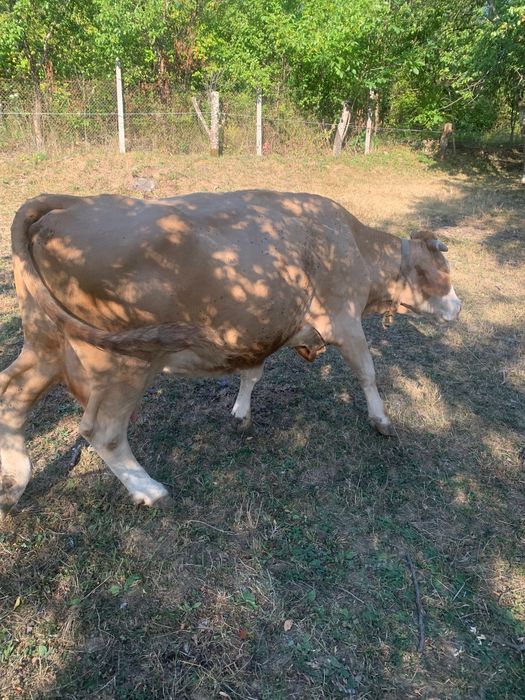 Vand vaca cu vitel