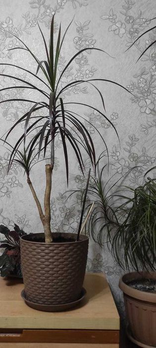 Продам красивые цветы