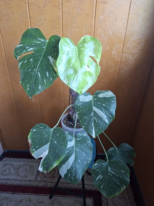 Продам монстеру Тайское созвездие