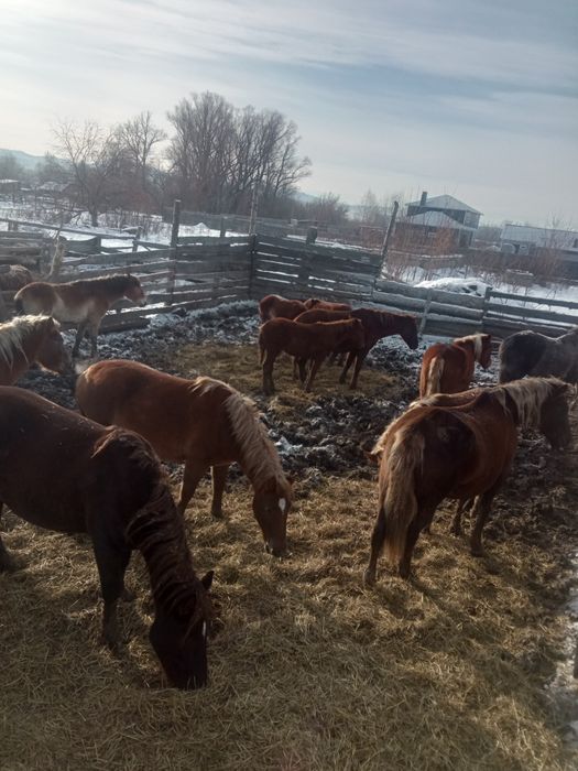 Продам кобыл, жеребые!