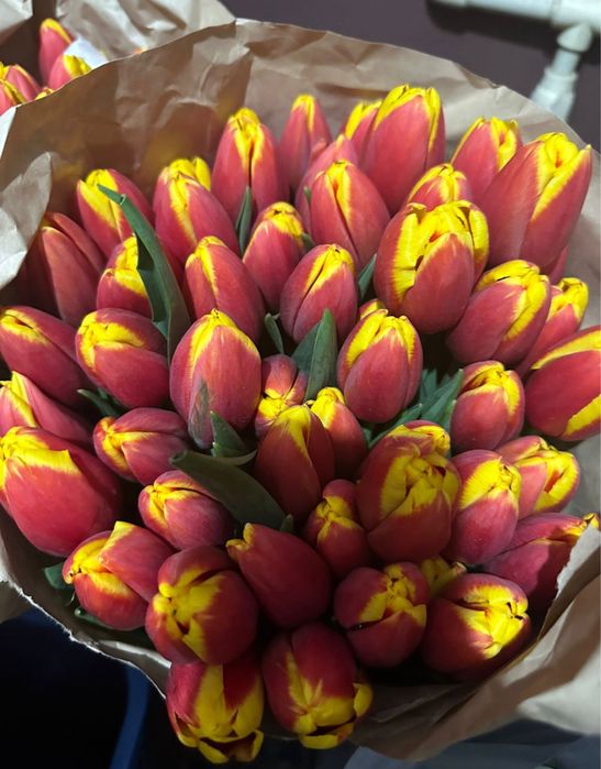 Тюльпаны опт ( крупные ) поставка 1/2 марта предзаказ