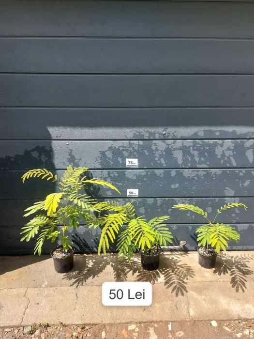 Arbore de Matase / Mimosa / Albizia Julibrissin la ghiveci