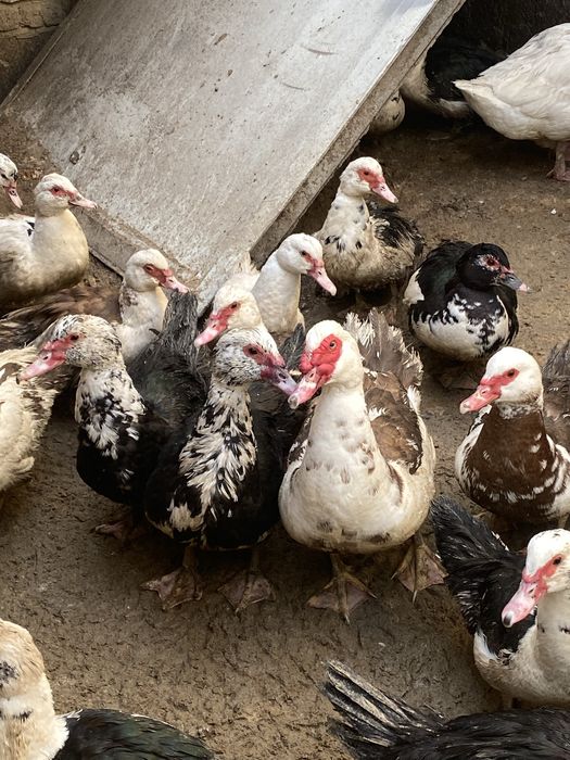 Утки и гуси молодые