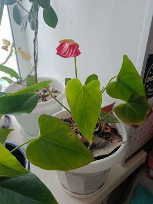 Продам комнатные растения по 8000