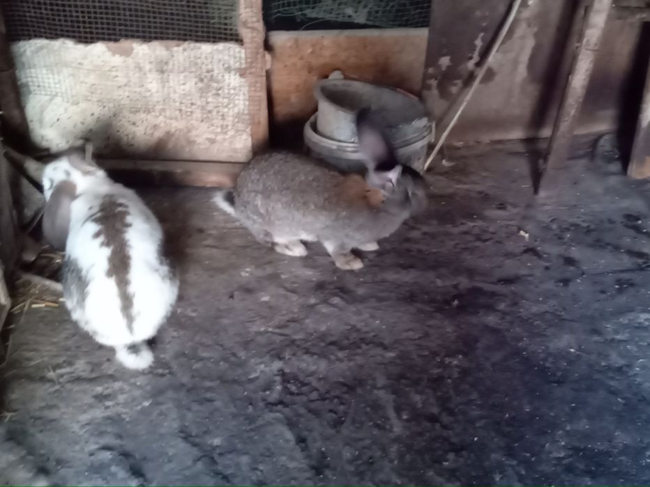 Продам молодых крольчат породы самец строгачь  самка фландр