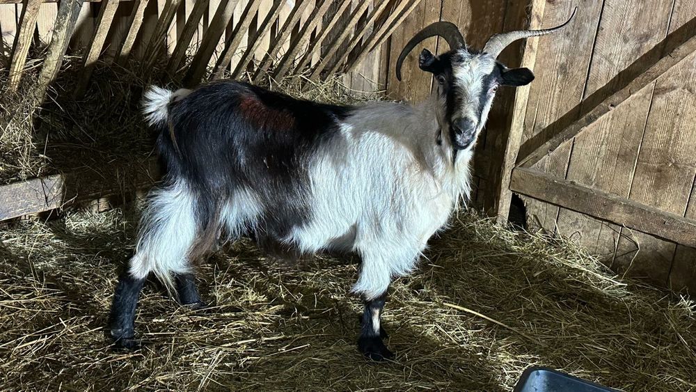 Capra tanara cu lapte