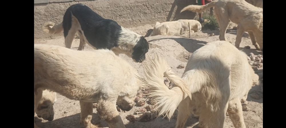 Щенки породы алабай