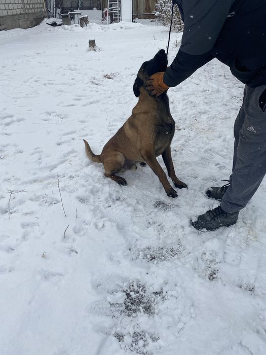 Продам щенков Малинуа