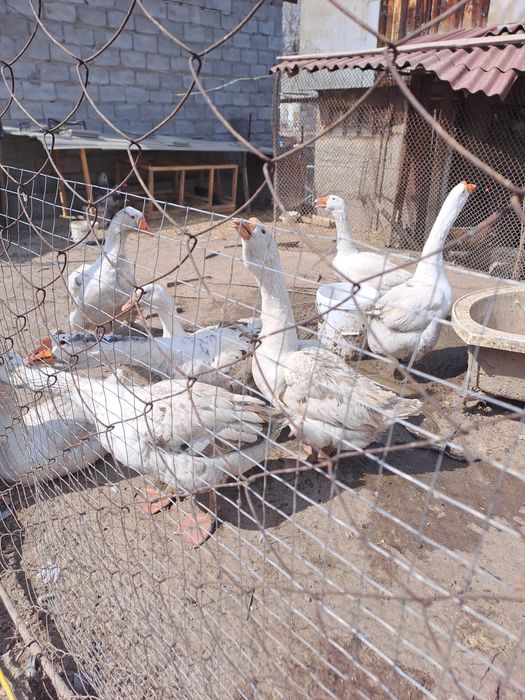 Инкубационные яйца холмагоры+линда