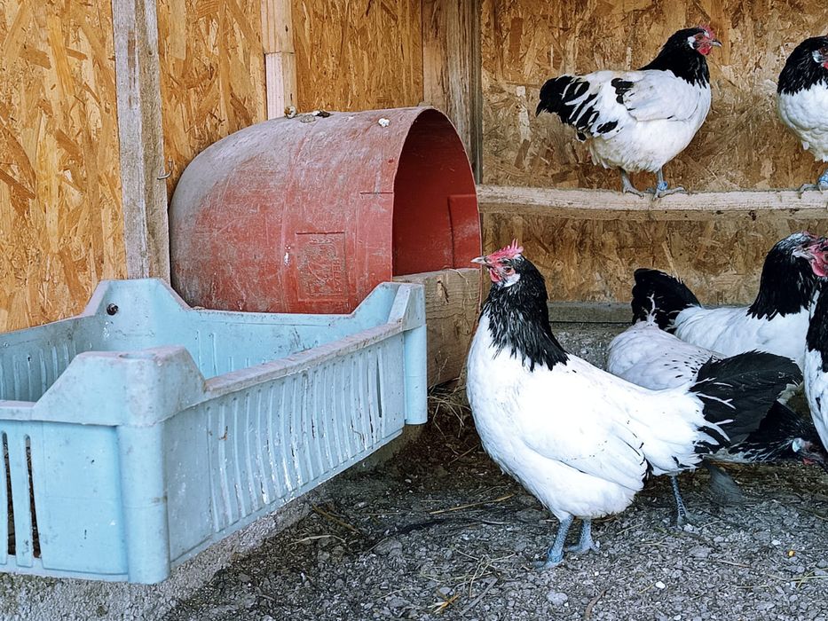 Familie găini lakenvelder 1+6