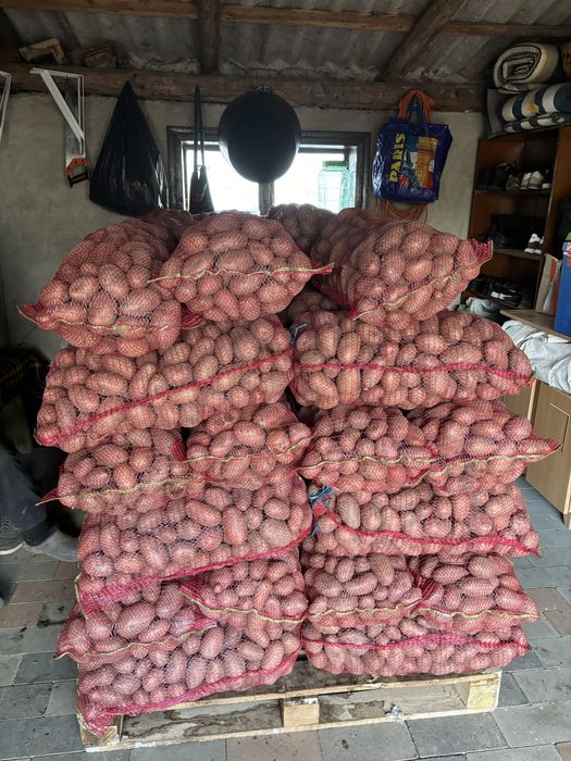 Vand cartofi mix rosi si albi