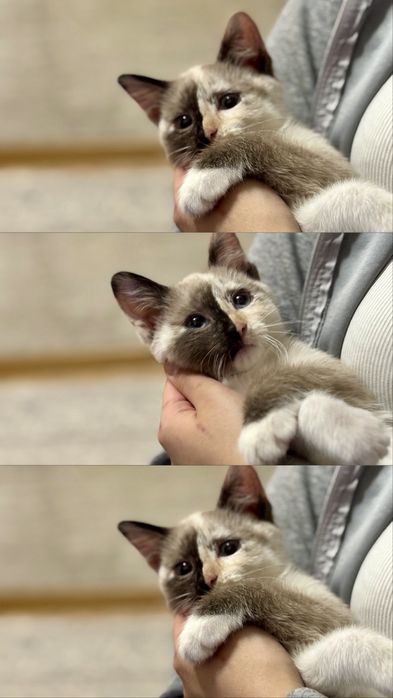 Отдам котенка в добрые руки