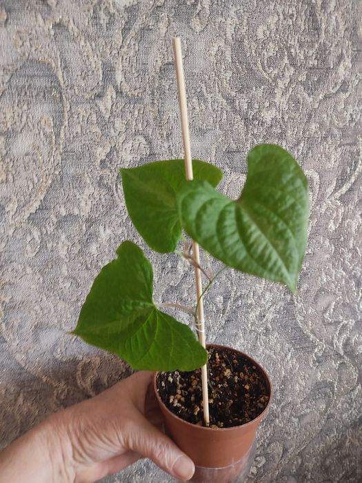 Продам комнатные цветы