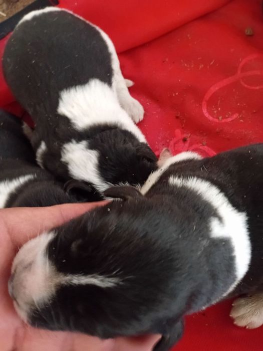 Kuchuk.  Собака.