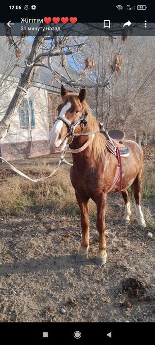 6 жасар айғыр сатылады.   Тез арада.