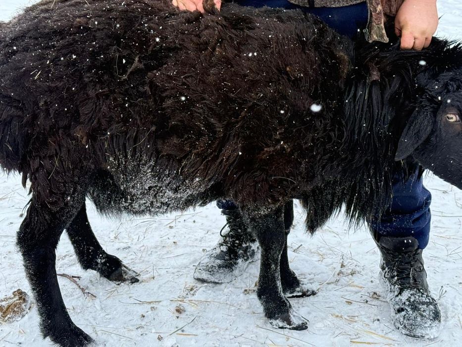 Продам кошкара 2 года