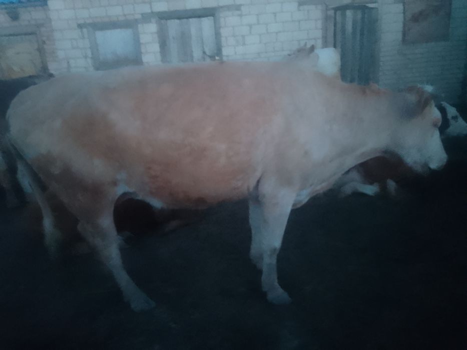 Сиыр сатылады срочно