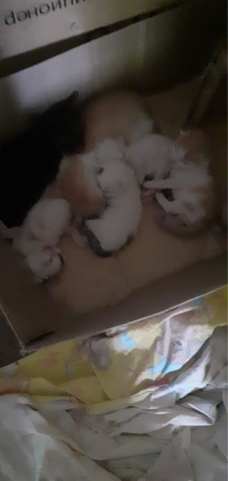 Отдам котят бесплатно