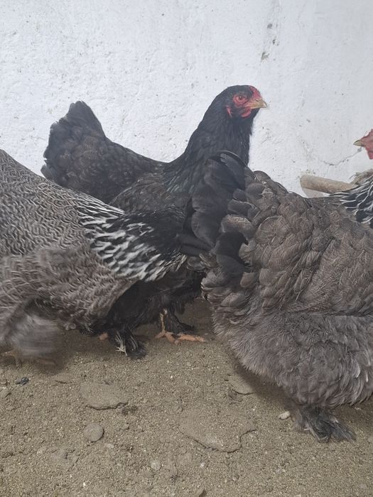 Продам      куры