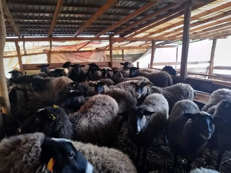 Vând oi Romanov gestante