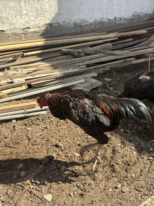 Дакан кораз дакан