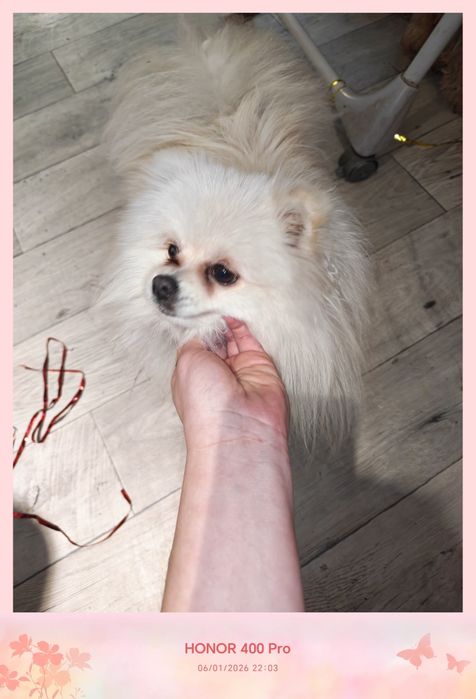 Пропала собака шпиц белый