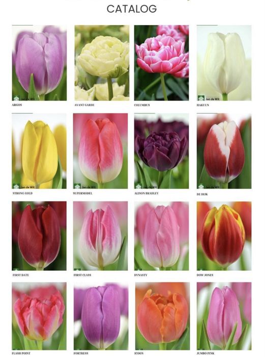 Тюльпаны оптом 8 марта!