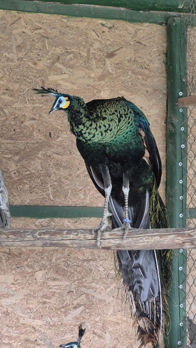 Se vinde pereche matură de păuni M -Muticus și F UN : 3400lei