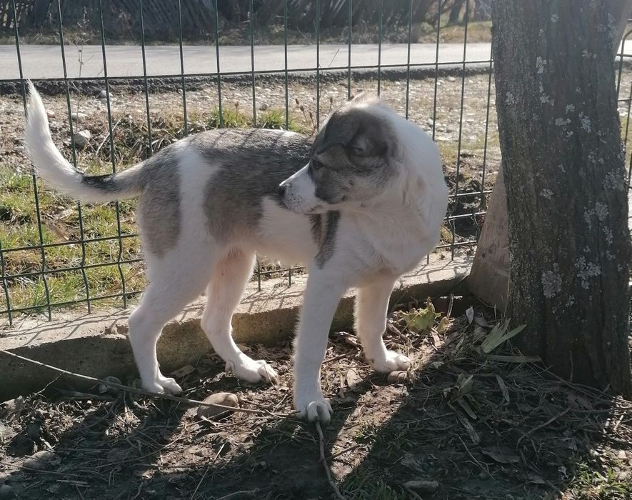 Donez cățelușă vaccinată foarte activă