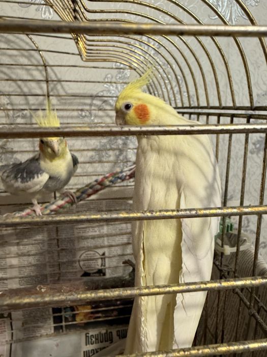 Попугай корелла пара