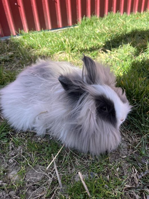 Iepure Cap de Leu + oferta din descriere