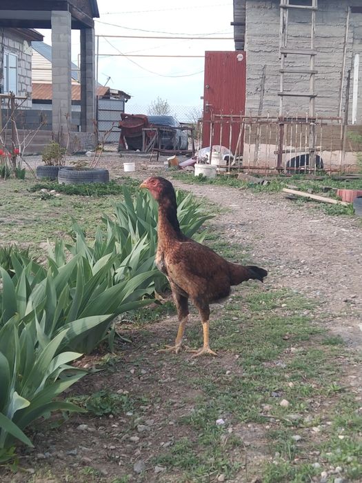 Дакан тауық мекен