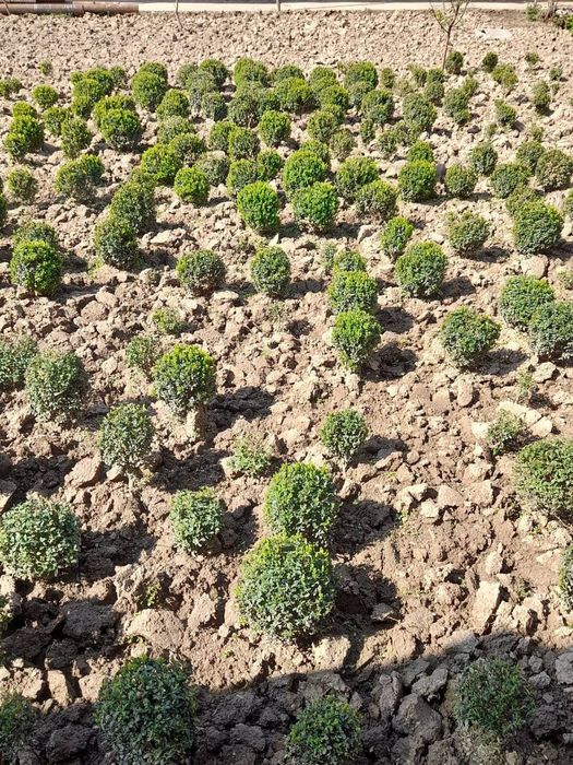 Shamshod (Шамшад) дарахти