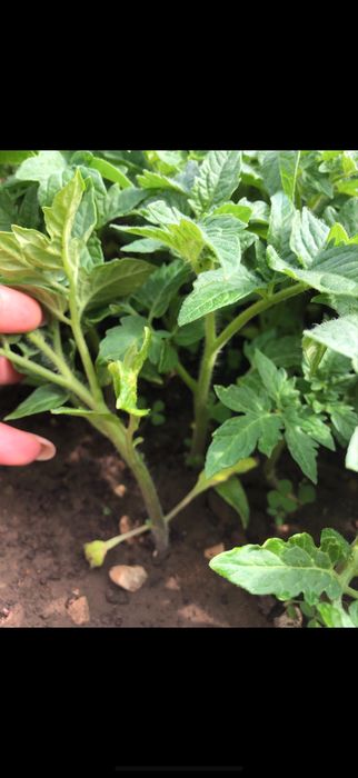 Разсад от производител