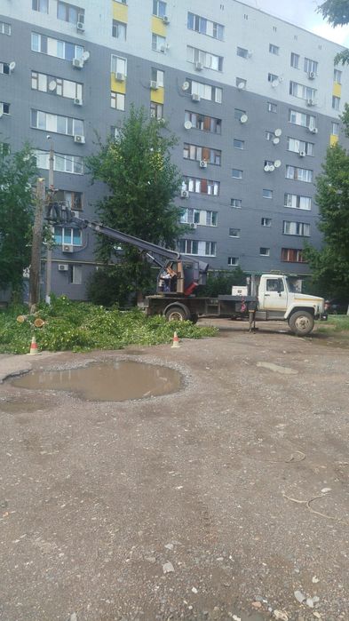 Спиловка деревьев