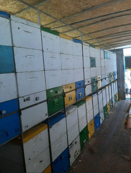Regine 45 lei matca împerecheată Buckfast VSH carnica carpatină