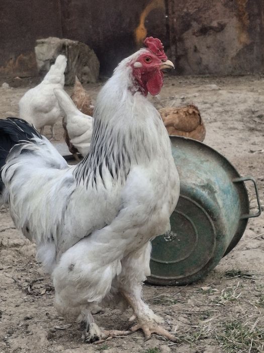 Брама кораз сатылады