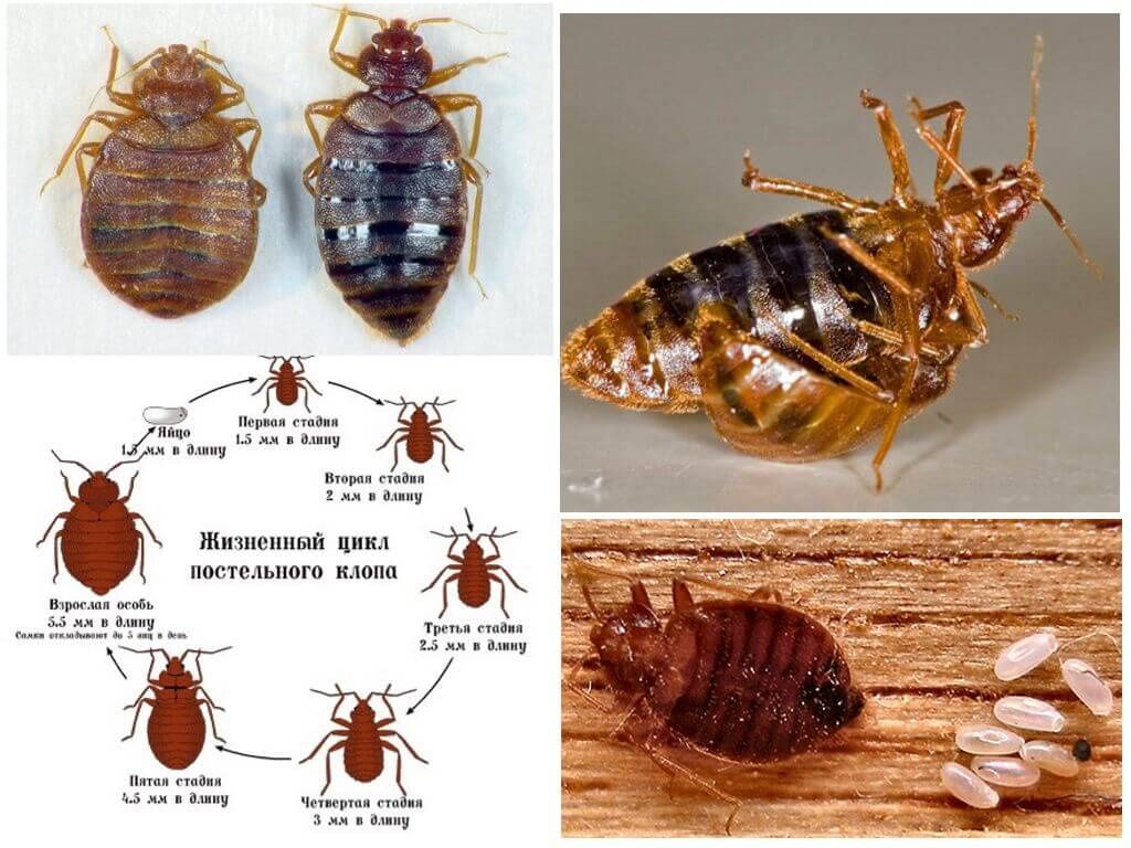 Какие клопы бывают виды фото Дезинфекция dezinfeksiya Dezenfeksiya klapa tarakan клопов дезинсекция - Tozalas